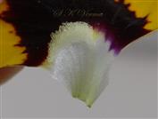  Lateral petal with glandular hairs at base